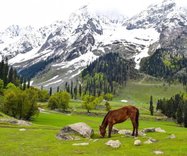 Amazing Kashmir Tour